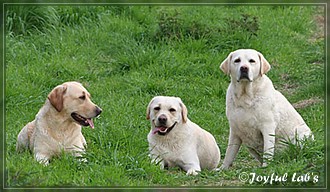 Joyful Lab's Dreamgirls