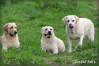 Joyful Lab's Dreamgirls