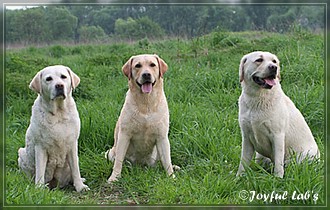 Joyful Lab's Dreamgirls