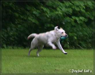 Joyful Lab's Begleithundeprfung