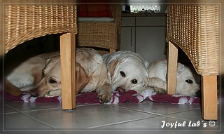 Joyful Labs Girls