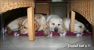 Joyful Labs Girls