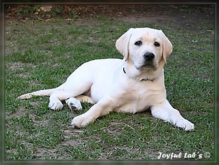 Joyful Labs Be Happy Girl "Greta"