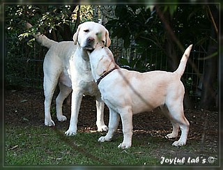 Joyful Labs Be Happy Girl "Greta"