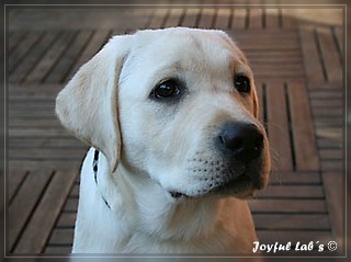 Joyful Labs Be Happy Girl "Greta"