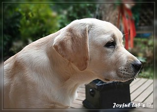 Joyful Labs Be Happy Girl "Greta"