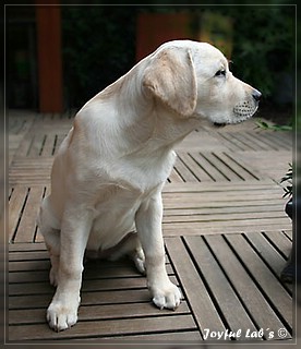 Joyful Labs Be Happy Girl "Greta"