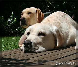 Unser Trio Emma, Frieda & Greta