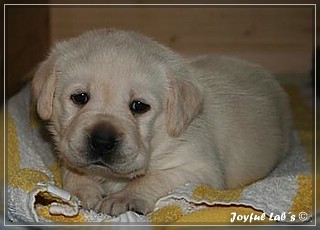 Joyful Labs Be Happy Girl "Greta"