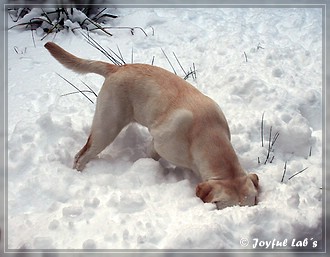 Joyful Lab's Trio