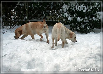 Joyful Lab's Trio