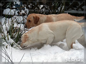 Joyful Lab's Trio