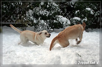 Joyful Lab's Trio