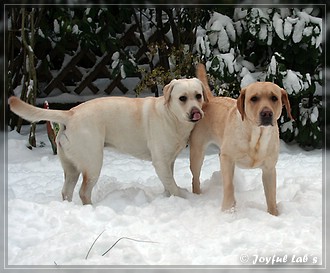 Joyful Lab's Trio