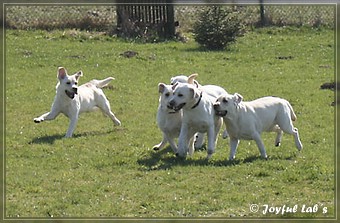 Wesenstest der Joyful Lab's B -chen