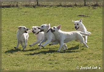 Wesenstest der Joyful Lab's B -chen