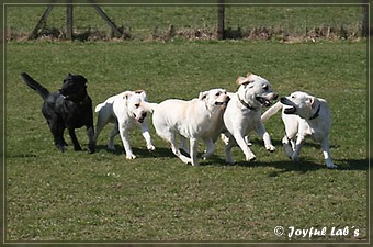 Wesenstest der Joyful Lab's B -chen