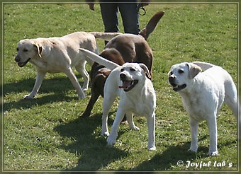 Wesenstest der Joyful Lab's B -chen