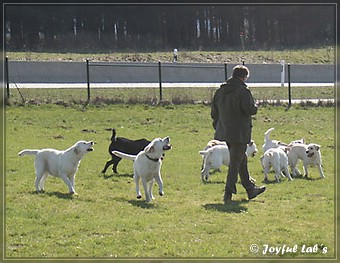 Wesenstest der Joyful Lab's B -chen