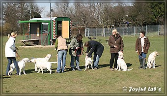 Wesenstest der Joyful Lab's B -chen