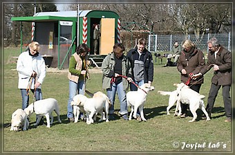 Wesenstest der Joyful Lab's B -chen