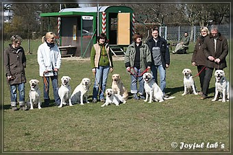 Wesenstest der Joyful Lab's B -chen