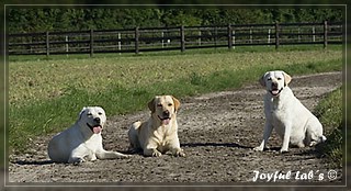 Joyful Lab's Trio