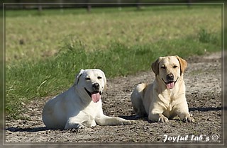 Joyful Lab's Trio