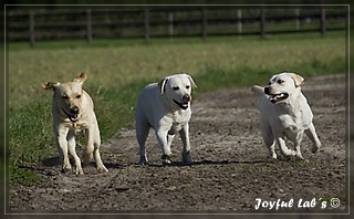 Joyful Lab's Trio