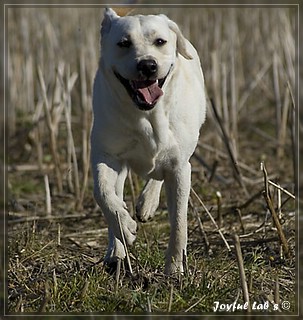 Joyful Lab's Trio