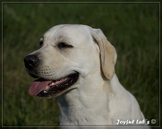 Joyful Lab's Trio