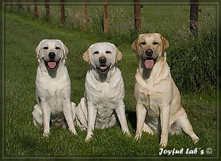 Joyful Lab's Trio