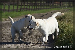 Joyful Lab's Trio