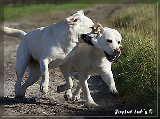 Joyful Lab's Trio