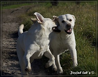 Joyful Lab's Trio