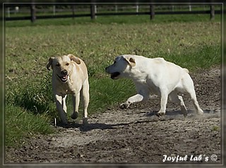 Joyful Lab's Trio