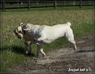 Joyful Lab's Trio