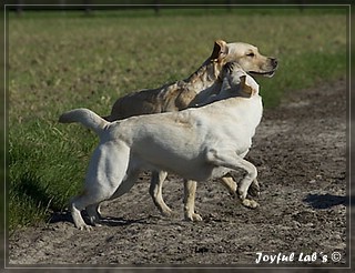 Joyful Lab's Trio