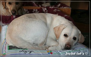 Joyful Labs Girls