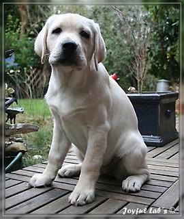 Joyful Labs Be Happy Girl "Greta"