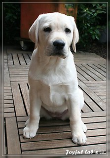 Joyful Labs Be Happy Girl "Greta"