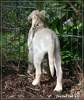 Joyful Labs Be Happy Girl "Greta"