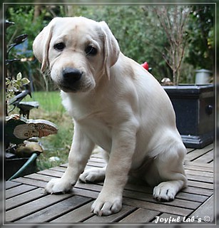 Joyful Labs Be Happy Girl "Greta"