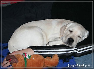 Joyful Labs Be Happy Girl "Greta"