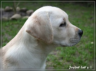 Joyful Labs Be Happy Girl "Greta"