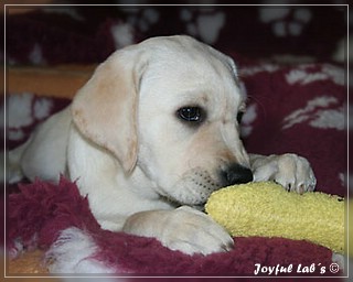 Joyful Labs Be Happy Girl "Greta"