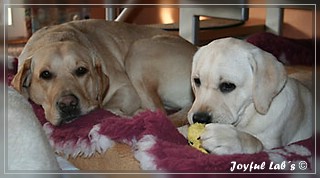 Joyful Labs Girls