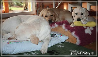 Joyful Labs Girls