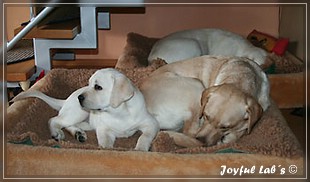 Joyful Labs Be Happy Girl "Greta"