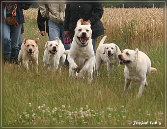 Joyful Lab's Sommerfest